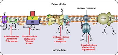 Terminal Respiratory Oxidases: A Targetables Vulnerability of Mycobacterial Bioenergetics?